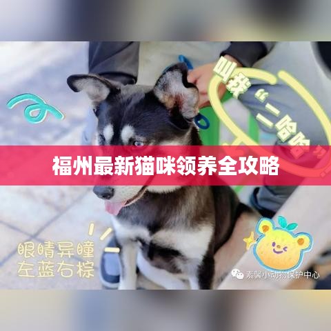 福州最新貓咪領(lǐng)養(yǎng)全攻略
