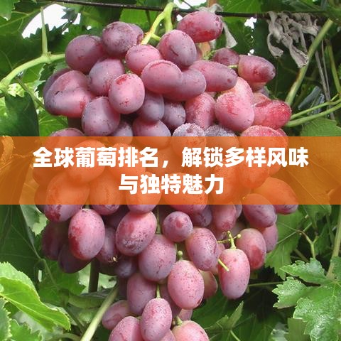 全球葡萄排名，解鎖多樣風(fēng)味與獨(dú)特魅力