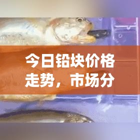 今日鉛塊價格走勢，市場分析深度剖析，未來展望吸引眼球！