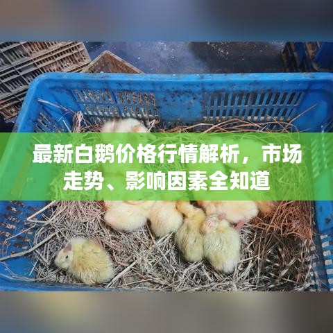 最新白鵝價格行情解析，市場走勢、影響因素全知道