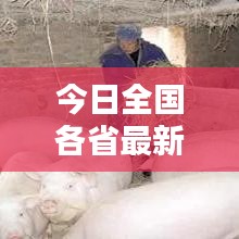 今日全國各省最新豬價(jià)行情深度解析