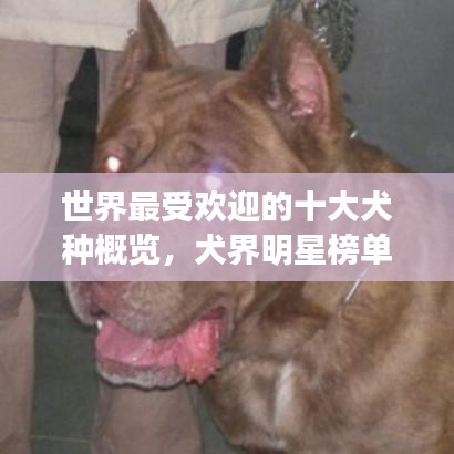 世界最受歡迎的十大犬種概覽，犬界明星榜單