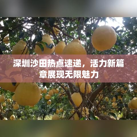 深圳沙田熱點(diǎn)速遞，活力新篇章展現(xiàn)無限魅力