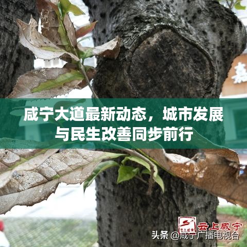 咸寧大道最新動態(tài)，城市發(fā)展與民生改善同步前行
