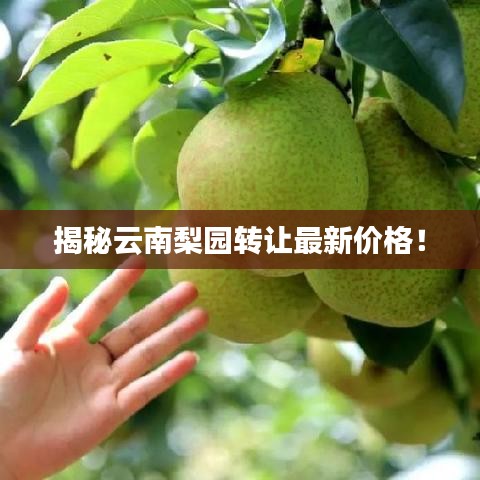 揭秘云南梨園轉(zhuǎn)讓最新價(jià)格！