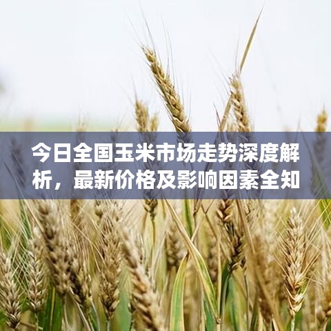 今日全國玉米市場(chǎng)走勢(shì)深度解析，最新價(jià)格及影響因素全知道（六）