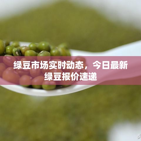 綠豆市場實(shí)時動態(tài)，今日最新綠豆報(bào)價速遞