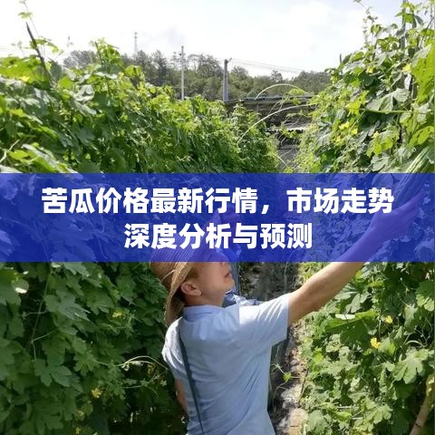 苦瓜價格最新行情，市場走勢深度分析與預測