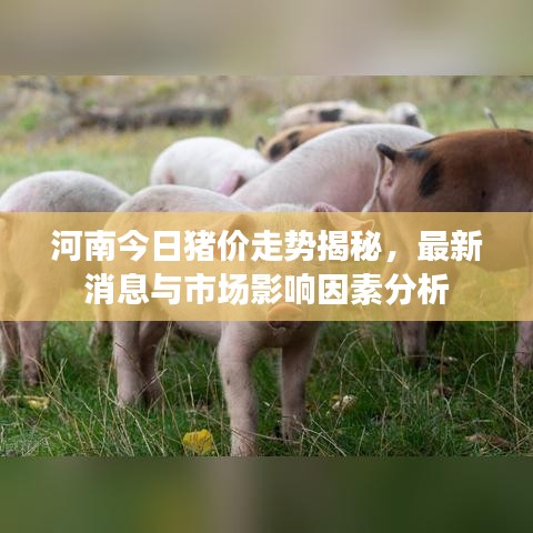 河南今日豬價走勢揭秘，最新消息與市場影響因素分析