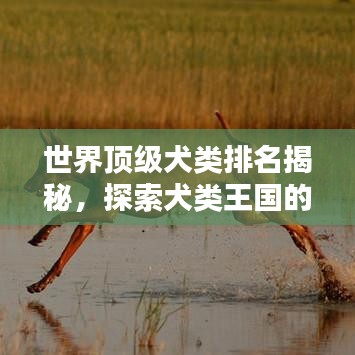世界頂級犬類排名揭秘，探索犬類王國的瑰寶