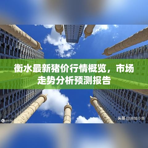衡水最新豬價(jià)行情概覽，市場(chǎng)走勢(shì)分析預(yù)測(cè)報(bào)告