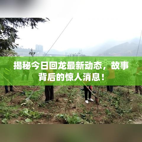 揭秘今日回龍最新動態(tài)，故事背后的驚人消息！