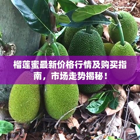 榴蓮蜜最新價格行情及購買指南，市場走勢揭秘！
