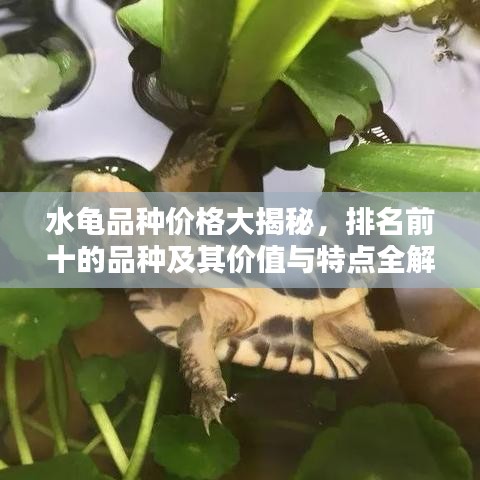 水龜品種價格大揭秘，排名前十的品種及其價值與特點全解析！