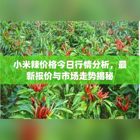 小米辣價格今日行情分析，最新報價與市場走勢揭秘