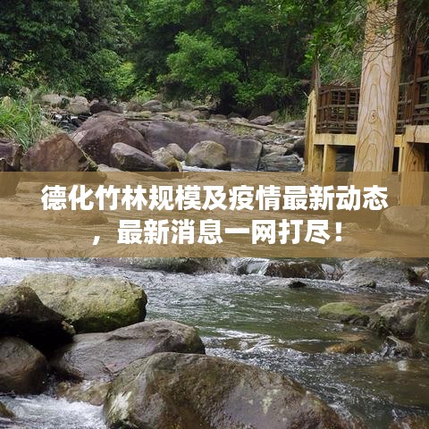 德化竹林規(guī)模及疫情最新動態(tài)，最新消息一網(wǎng)打盡！