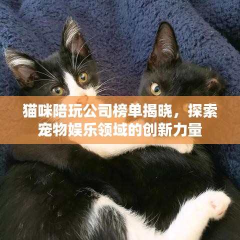 貓咪陪玩公司榜單揭曉，探索寵物娛樂領(lǐng)域的創(chuàng)新力量