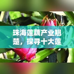 珠海蓮藕產(chǎn)業(yè)翹楚，探尋十大蓮藕產(chǎn)區(qū)榮耀
