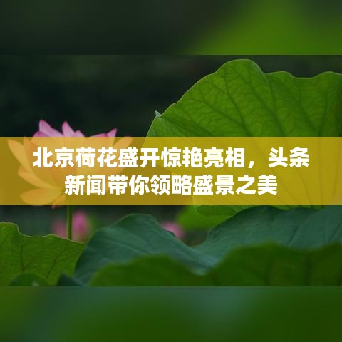 北京荷花盛開驚艷亮相，頭條新聞帶你領略盛景之美