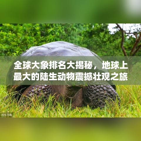 全球大象排名大揭秘，地球上最大的陸生動物震撼壯觀之旅