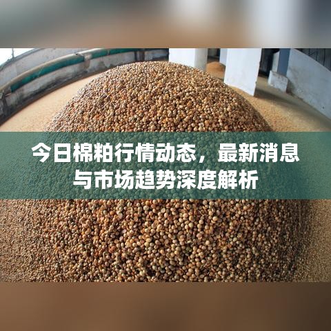 今日棉粕行情動(dòng)態(tài)，最新消息與市場(chǎng)趨勢(shì)深度解析