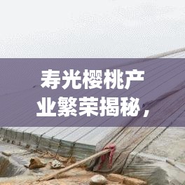 壽光櫻桃產(chǎn)業(yè)繁榮揭秘，探尋新聞?lì)^條下的櫻桃產(chǎn)業(yè)蓬勃發(fā)展之路