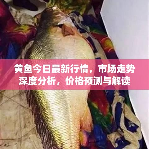 黃魚今日最新行情，市場走勢深度分析，價格預測與解讀