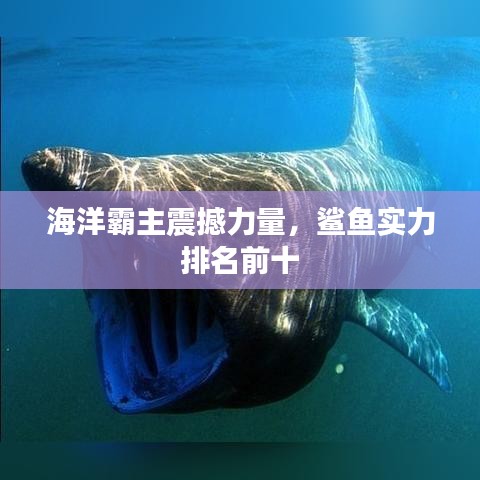 海洋霸主震撼力量，鯊魚實力排名前十