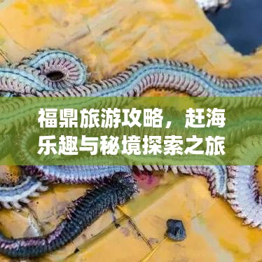 福鼎旅游攻略，趕海樂趣與秘境探索之旅！