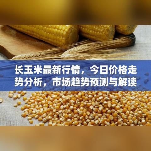 長玉米最新行情，今日價(jià)格走勢(shì)分析，市場(chǎng)趨勢(shì)預(yù)測(cè)與解讀