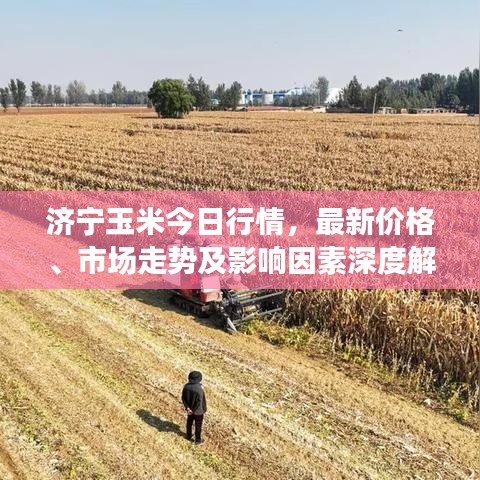 濟(jì)寧玉米今日行情，最新價(jià)格、市場(chǎng)走勢(shì)及影響因素深度解析