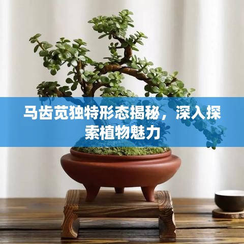 馬齒莧獨(dú)特形態(tài)揭秘，深入探索植物魅力