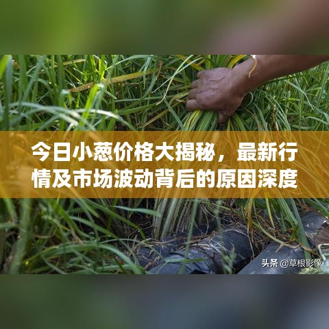 今日小蔥價(jià)格大揭秘，最新行情及市場波動(dòng)背后的原因深度解析