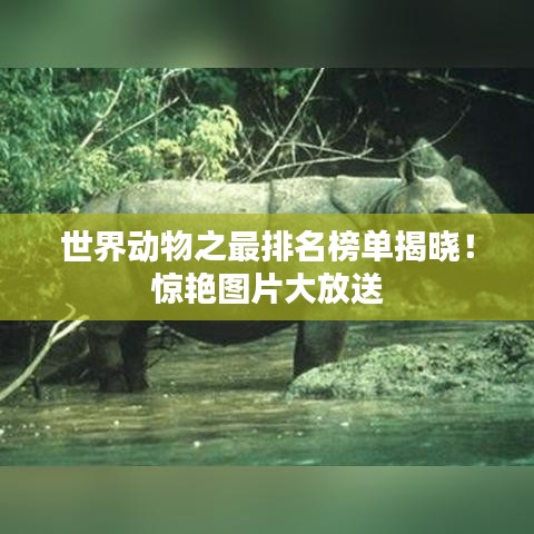 世界動物之最排名榜單揭曉！驚艷圖片大放送
