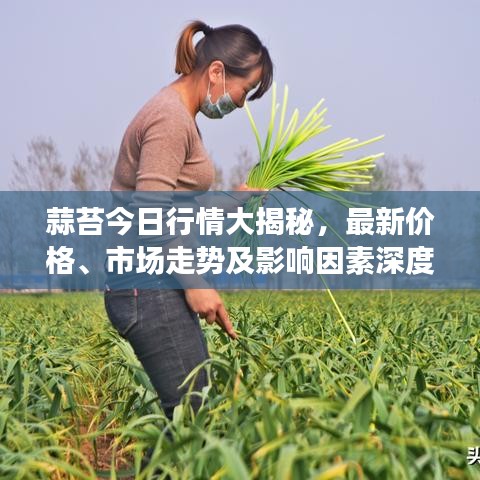 蒜苔今日行情大揭秘，最新價(jià)格、市場走勢及影響因素深度解析