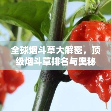 全球煙斗草大解密，頂級煙斗草排名與奧秘探索