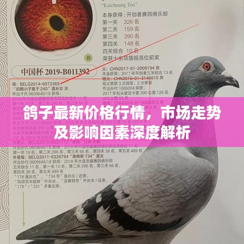 鴿子最新價(jià)格行情，市場(chǎng)走勢(shì)及影響因素深度解析