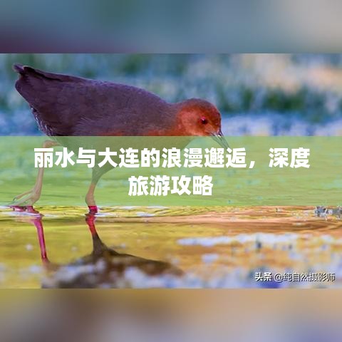 麗水與大連的浪漫邂逅，深度旅游攻略