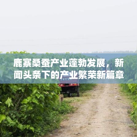 鹿寨桑蠶產(chǎn)業(yè)蓬勃發(fā)展，新聞?lì)^條下的產(chǎn)業(yè)繁榮新篇章
