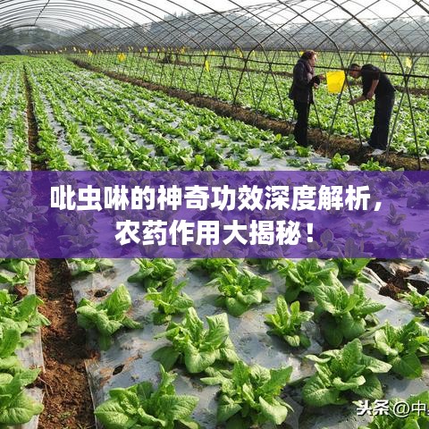 吡蟲(chóng)啉的神奇功效深度解析，農(nóng)藥作用大揭秘！