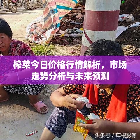 榨菜今日價格行情解析，市場走勢分析與未來預(yù)測