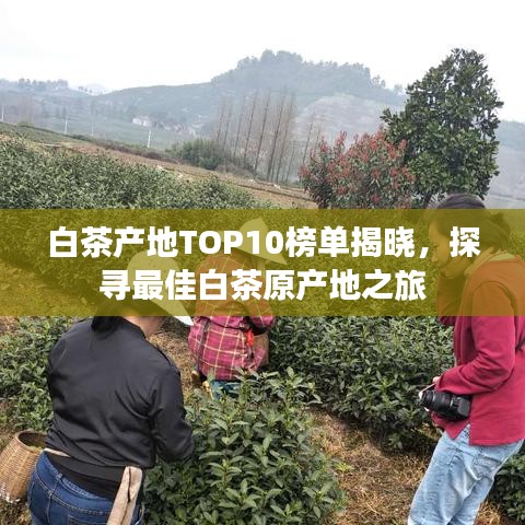 白茶產(chǎn)地TOP10榜單揭曉，探尋最佳白茶原產(chǎn)地之旅