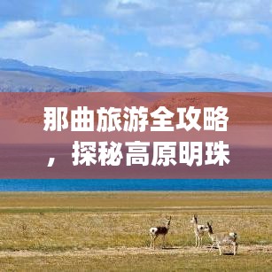 那曲旅游全攻略，探秘高原明珠的絕佳行程！
