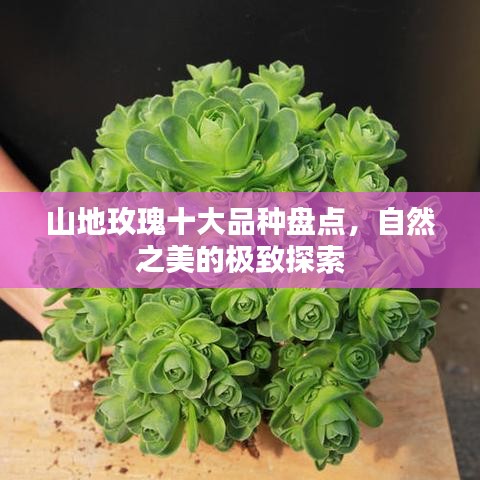 山地玫瑰十大品種盤點(diǎn)，自然之美的極致探索