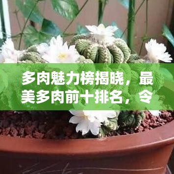 多肉魅力榜揭曉，最美多肉前十排名，令人陶醉的迷人風(fēng)采