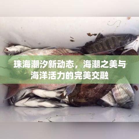 珠海潮汐新動(dòng)態(tài)，海潮之美與海洋活力的完美交融