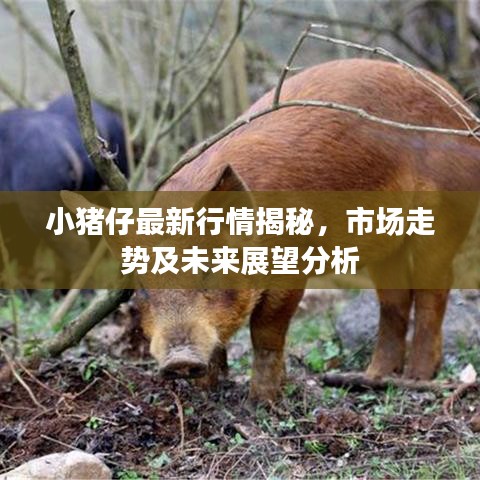 小豬仔最新行情揭秘，市場走勢及未來展望分析