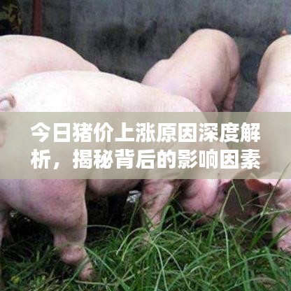 今日豬價上漲原因深度解析，揭秘背后的影響因素