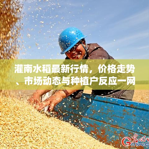 灌南水稻最新行情，價格走勢、市場動態(tài)與種植戶反應(yīng)一網(wǎng)打盡！