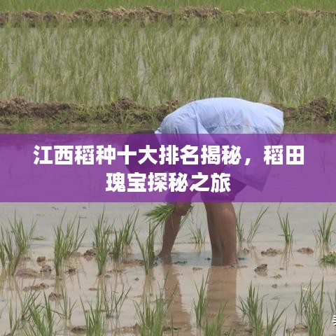 江西稻種十大排名揭秘，稻田瑰寶探秘之旅